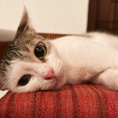 Mama cat
